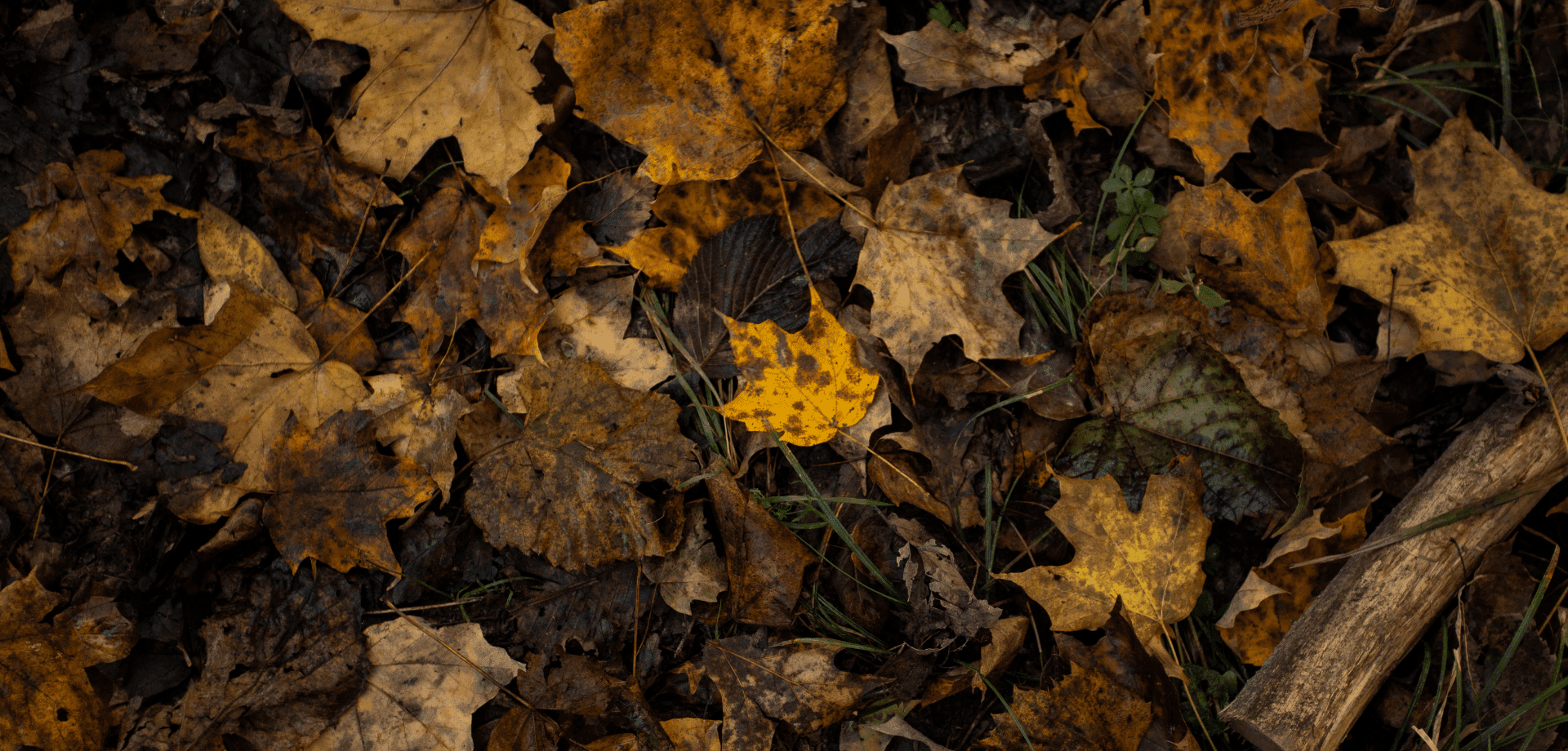 Timberghost — photo 3